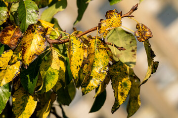 Wall Mural - autumn fall with golden yellow leaves colour foliage on a tree branch throughout october and novembe