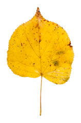 Wall Mural - Fall yellow leaves of linden tree (Tilia) or basswood and lime tree, isolated on a white background.