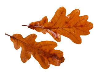 Wall Mural - Wet brown leaves of oak tree isolated on a white background.