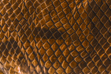 Snake Skin - Texture Close Up In The Detail
