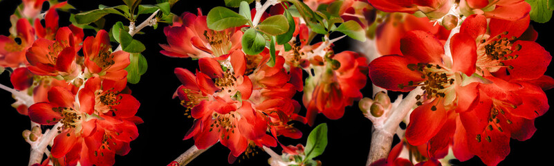 Canvas Print - Japanese ,Quince, Chaenomeles japonica on dark background