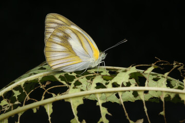 Wall Mural - a young butterfly that just came out of the cocoon.