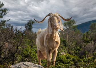 Fascinating encounters with goat herds on the back roads of the Peloponnese Peninsula, Greece