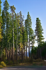 Wall Mural - The road to mountains among trees