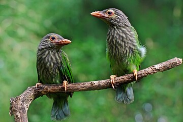 Barbet bird (Megalaima sp) is perched on a small twig in the bush.