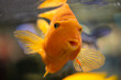 goldfish swim in the water aquarium at home