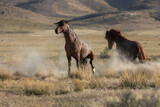 Fototapeta Konie - Wild Horse Stallions Fighting in the Utah Desert