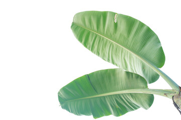 Wall Mural - Banana leaves