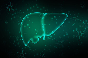 Realistic human liver 2d illustration
