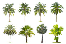 Coconut And Palm Trees Isolated Tree On White Background , The Collection Of Trees.Large Trees Are Growing In Summer, Making The Trunk Big.