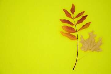 Two dry autumn leaves on a yellow background. Autumn creative composition. Autumn background. Flat lay, top view, copy space.