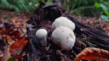 Zoom In On Common Puffball Mushrooms, Lycoperdon Perlatum, Growing On A Dead, Rotting Fallen Tree Trunk