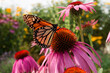 Monarch Butterfly sips nectar from daisy flowers in a beautiful prairie garden in Summer 