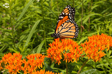 Monarch Butterfly Feeding From Orange Butterfly Weed Wildflowers In Perennial Garden
