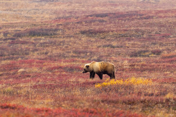 Canvas Print - Grizzly Bear in Aalska in Autumn