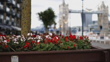 Flowers And A Small Tree On The Thoroughfare Overlooking The Tower Bridge