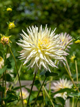 Pale Yellow Cactus Dahlia Flower And Buds In A Garden