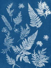 Sun printing, cyanotype process. Floral pattern on watercolor paper.