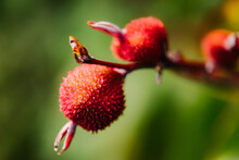Seeds Of Canna Free Stock Photo - Public Domain Pictures