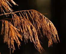 Drooping Brown Pine Needles On A Branch