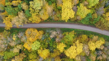 Wall Mural - Top down aerial view flying along gravel road in yellow autumn fall forest with car driving