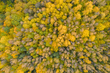 Wall Mural - Aerial top down view of yellow golden autumn fall forest