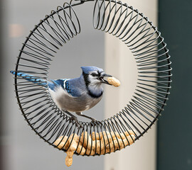 Wall Mural - A beautiful Blue Jay looking for peanuts at a feeder