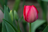 Fototapeta Tulipany - Red Tulip After Rain