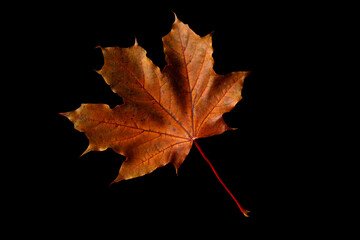 yellow and red autumn leaves isolated on black background. autumn composition - maple leaves on blac