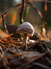 Close-up photo of an isolated small brown mushroom growing in a forest among withered leaves and pine needles