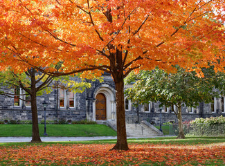 Wall Mural - Maple tree with glorious fall colors in front of gothic style stone building