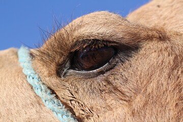 Close-up of camel eye in the desert,  Sahara, Tunisia