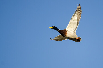 Canvas Print - Mallard Duck Flying in a Blue Sky