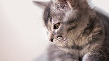 Retrato en primer plano de hermosa y adorable pequeña gata de color gris y de dos meses de edad sobre un fondo blanco desenfocado y con luz natural sobre su rostros. 