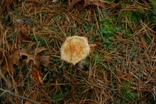 One Dry Yellow Amanita Mushroom Stands On Fallen Dry Brown Needles And Green Moss In The Autumn Forest
