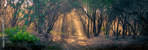 Fotomural A lone figure walking down an Australian bush track evening light filtering thro