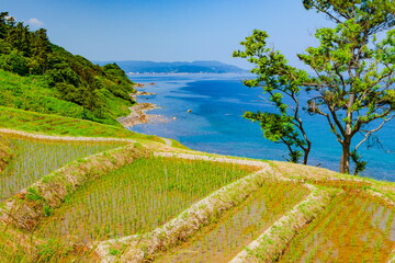 能登半島の白米千枚田　石川県輪島市白米にて