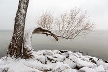 Bent Tree On Edge Of Lake With Snow And Rocks