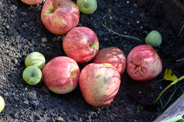 apples on the ground