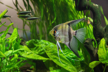 Canvas Print - Scalaria in an aquarium on a background of green plants.