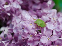 Green Shield Bug ( Palomena Prasina) On A Branch Of Blooming Lilac.