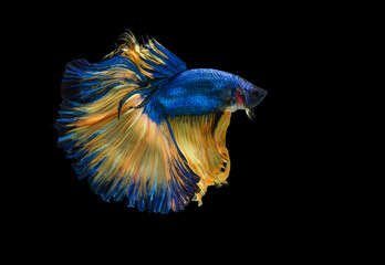 Colourful betta fish,Siamese fighting fish in movement isolated on black background. Capture the moving moment of colourful siamese fighting fish with clipping path