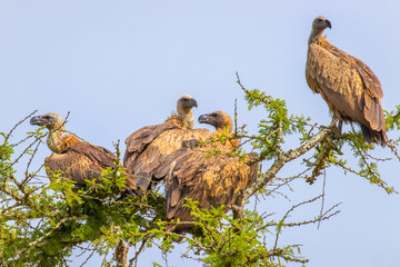 Wall Mural - white-backed vultures (gyps africanus) in a tree, lake mburo national park, uganda.