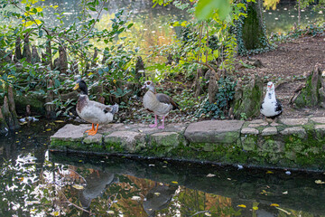 Autunno al parco