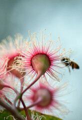 Wall Mural - Bee flying in to pollinate a pink and white blossom of the Australian native gum tree Corymbia Fairy Floss, family Myrtaceae. Underneath perspective.