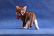 Grey kitten with bow half-turned