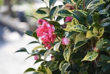 Sticker - Camellia japonica called 'Daikagura' in Japan.