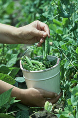 Woman farmer gathers ripe peas in the garden