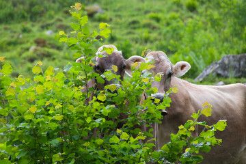 Wall Mural - Two beauty cows hides in the trees, looking at the camera in the austrian alps