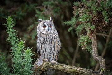 Aufkleber - An alert long eared owl is perched on a branch looking slightly up to the right with large wide open orange eyes and it is surrounded by gorse